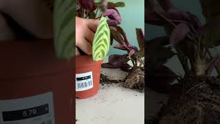 Making 2 plants from 1 plant Splitting Ctenanthe burle marxii Propagation 🌱 [upl. by Aisatana]