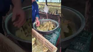 duck farmer duckfarming factory animals shorts [upl. by Standing974]