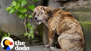 Stray Puppy Gets Rescued And Cant Stop Jumping For Joy  The Dodo [upl. by Clementas908]