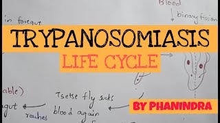 TRYPANOSOMIASIS  STRUCTURE  LIFE CYCLE  SYMPTOMS  TREATMENT  BY PHANINDRA GUPTA [upl. by Lourdes]