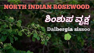 ಶಿಂಶುಪ  North Indian Rosewood  Dalbergia sissoo [upl. by Leahcam]