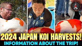 JAPAN AUTUMN HARVESTS 2024 INFO AND KOI BUYING [upl. by Deckert]