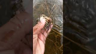 Hunt crab in fresh water video  Why crab like to live in flooding rice field crab catch nature [upl. by Aaren]