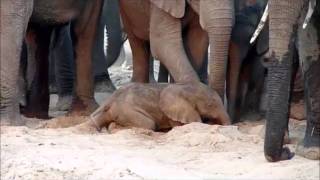 An elephant is born  Sheldrick Trust [upl. by Mignon]