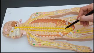 Spinal Nerves Plexuses and the Peripheral Nerves  Rapid Review  Made Easy [upl. by Harriman188]