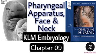 Pharyngeal Apparatus Face and Neck  Chapter 9  KLM Embryology [upl. by Ttelrahc92]