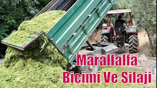 MARALFALFA HASADI DEVAM EDİYOR  Silaj Biçimine Son Gaz Devam [upl. by Aidualk]