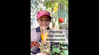 Dayneutral strawberry farming planting [upl. by Elyag384]