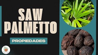 SAW PALMETTO Sus Propiedades y Beneficios [upl. by Buseck744]