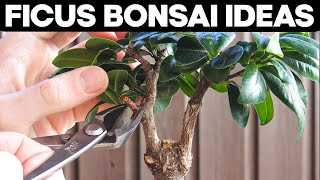 Ficus Bonsai Trees  Pruning and Shaping Ideas 🌱 [upl. by Akemrehs]