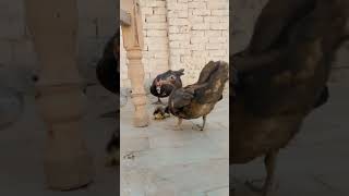 bul bul with his babys 🦤🦢shahwaizminizooyoutubeshortsbirdsduckworldfunnyanimal indiafunny [upl. by Ayotahc]