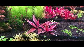 Cryptocoryne Flamingo  Plants Profile [upl. by Jack]