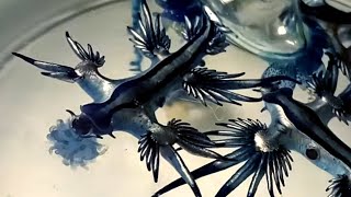 Glaucus Atlanticus eating Blue bottle jellyfish Portuguese man o war [upl. by Lenna40]