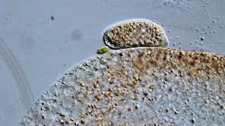 Freshwater ciliate showing a thigmotactic behaviour [upl. by Bahner]