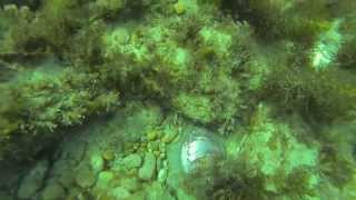 Abalone Diving Tasmania [upl. by Dygall]