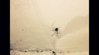 Cellar spider hunting flies [upl. by Zackariah]