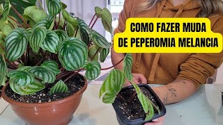 COMO FAZER MUDA DE PEPEROMIA MELANCIA [upl. by Suiravat]