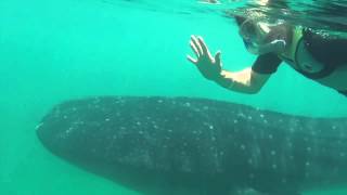 Swim amp Snorkel with Whale Sharks at Isla Holbox  Mexico Ecotourism [upl. by Missak193]