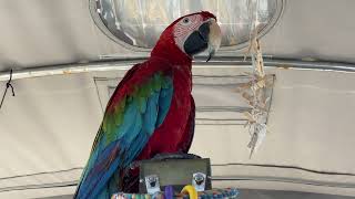 Sounds of a Green Wing Macaw [upl. by Newkirk]