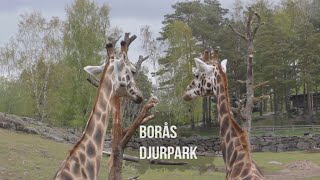 Borås Djurpark [upl. by Auhsej]