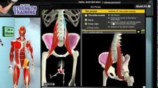 How Iliopsoas Muscles Work 3D Anatomy of Muscles in Motion [upl. by Farman745]