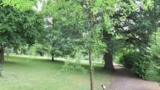 Maclura pomifera maklura jablkovitá [upl. by Berger]