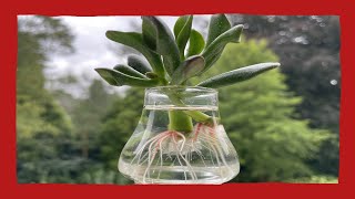 Crassula Hobbit stekken op water [upl. by Elisha92]