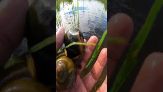 Caught Beautiful Big Apple Snail by hand in the Flood area snail satisfying farmer [upl. by Raybourne]