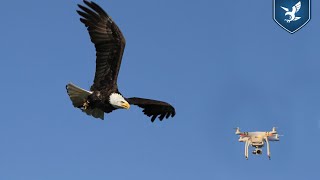 Short Teaser Guard From Above HD  Birds of prey to intercept hostile drones [upl. by Domeniga]