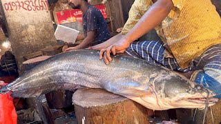 Amazing 10 kg Wallago attu Boal Fish Cutting amp Cleaning Skills Live  Fish Cutting Skills [upl. by Granger846]