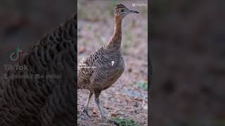 tinamou to the tallest bird to ever walk the Earth giant moa [upl. by Adnotal]