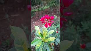 Jatropha integerrima plant  peregrina plant care  How to grow Jatropha Integerrima shorts [upl. by Sandry382]