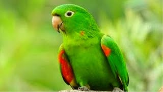 🦜 MARITACA CANTANDO O CANTO DA MARITACA [upl. by Ycnahc469]