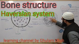 bone structure  Haversian system  osteon [upl. by Audette]