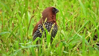 Scalybreasted Munia Lonchura punctulata [upl. by Eelsew]