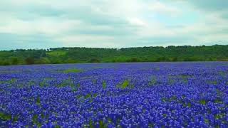 The Largest Field of Texas Bluebonnets in 2018 [upl. by Minta38]