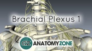 Brachial Plexus  Branches  3D Anatomy Tutorial [upl. by Jeuz425]