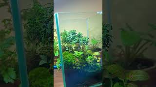 terrariumlove🌱❤️😍 fittonia moss natureathome terrariumcreation🌱🇳🇵 greenscreen🌱🌳💚 [upl. by Sokim]