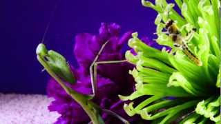 Part 1  Hierodula membranacea Giant Asian Mantis and Locust The Stand Off [upl. by Amsaj]