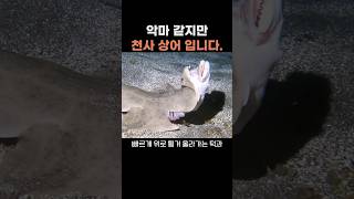 악마 같지만 천사 상어 입니다 천사상어 angelshark [upl. by Inaffit]