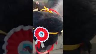 Bull competition winner Bapora Haryana tradingvideo viralvideo likeandsubscribe 1 [upl. by Acnalb852]