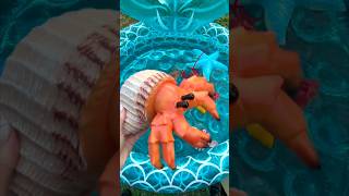 Discover SEA Animals for Kids Crab 🦀 Turle Octopus 🐙 [upl. by Nohsauq]