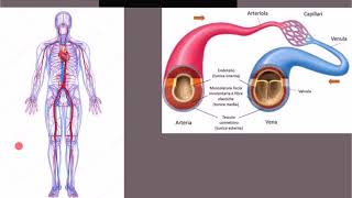 2 Cuore e vasi sanguigni  arterie vene e capillari  Apparato cardiovascolare [upl. by Aisela]