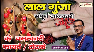 गुंजा के चमत्कारी फायदे करेगा धन की वर्षा Lal Gunja कैसे करें पहचान Devendra Arya  True Media [upl. by Aserret834]