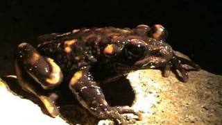 Telmatobufo venustus Anfibios de Chile [upl. by Whit53]