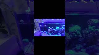 Aquarium laut vivaria optic clear 90 [upl. by Nalehp523]