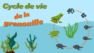 La grenouille Cycle de vie  Animation pour les Enfants De loeuf à la grenouille 🐸 [upl. by Shrier]