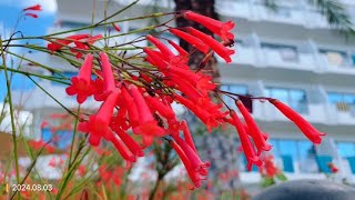 Firecracker Plant  Russelia爆仗竹The name honours Scottish naturalist Alexander Russell [upl. by Duggan139]