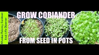 How To Grow Coriander from seeds in Small Pots In 34 Hours Sun  Succession Planting [upl. by Lejna]