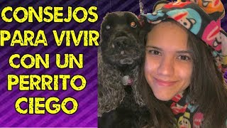 CONSEJOS PARA VIVIR CON UN PERRITO CIEGO [upl. by Eimaj]